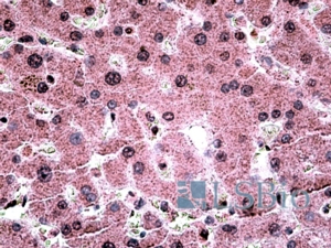 Goat Anti-c-MYB Antibody