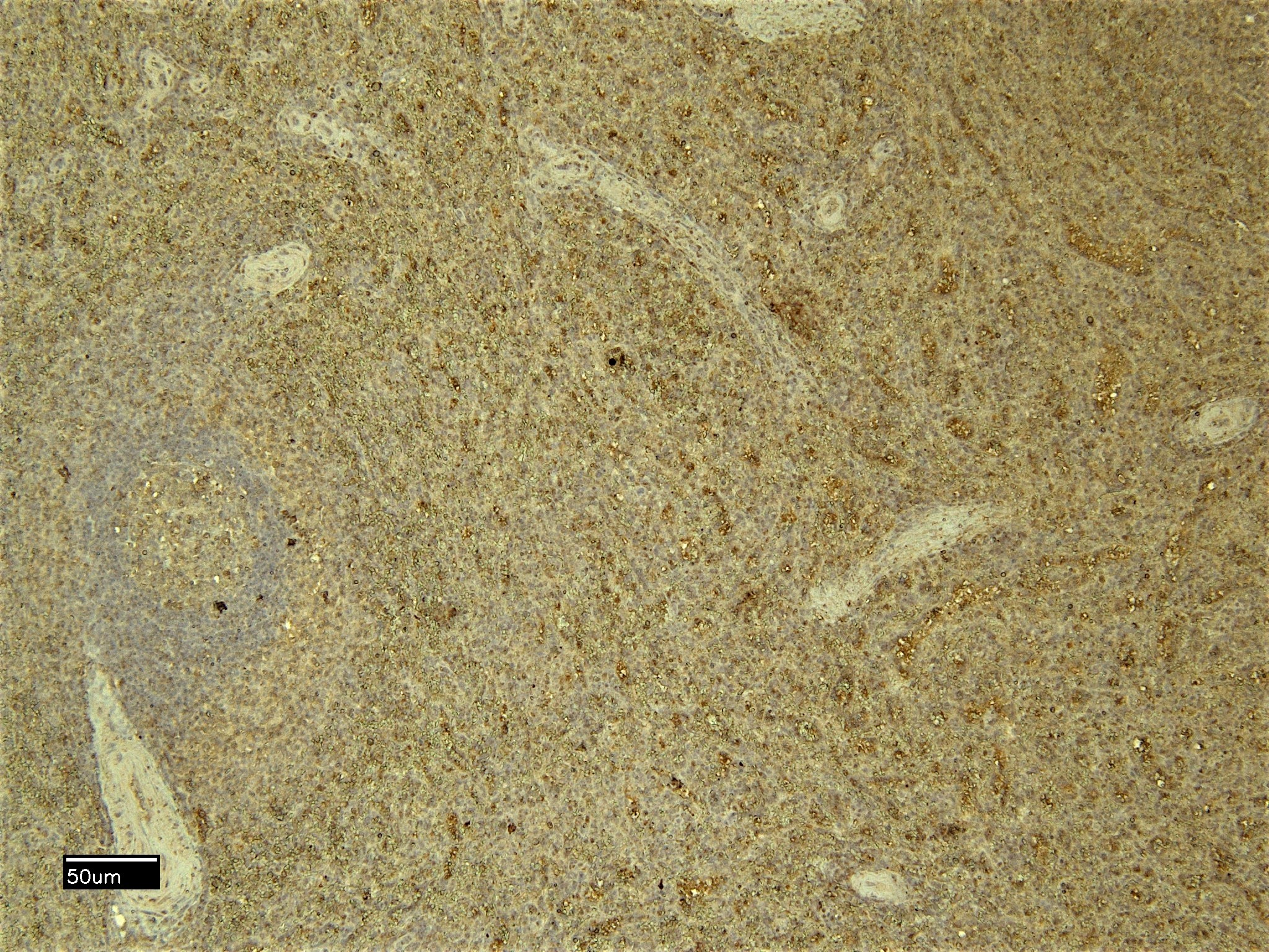 Goat Anti-C5AR1/CD88 Antibody
