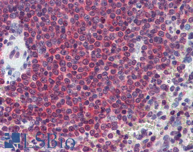 Goat Anti-CA1 Antibody