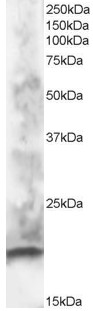 Goat Anti-CABP1 Antibody