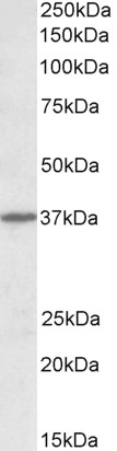 Goat Anti-CADM1 Antibody