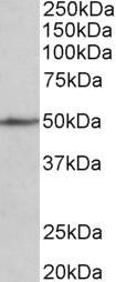 Goat Anti-CADM1/TSLC1 Antibody