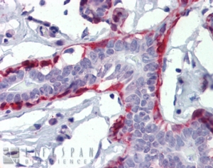 Goat Anti-Calponin 1 / CNN1 Antibody