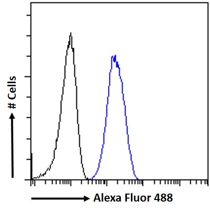Goat Anti-calreticulin Antibody
