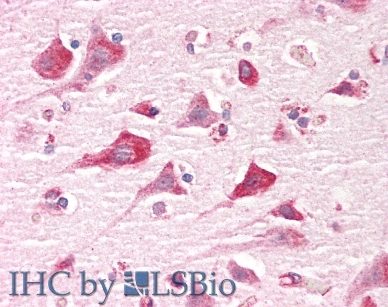 Goat Anti-CAPRIN1 Antibody