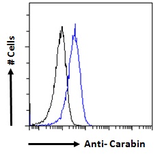 Goat Anti-Carabin / TBC1D10C Antibody