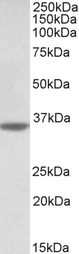 Goat Anti-Caspase 12 (aa232-244) Antibody