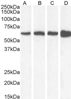 Goat Anti-Catalase / CAT Antibody