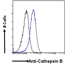 Goat Anti-Cathepsin B Antibody