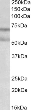 Goat Anti-CB1 (aa44-58) Antibody