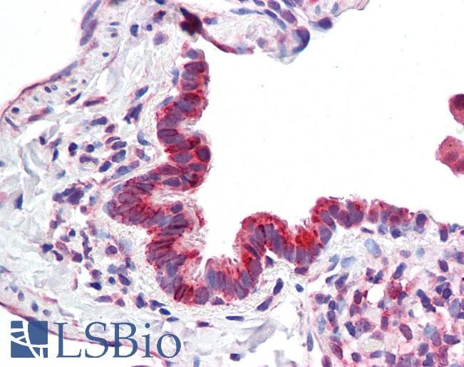 Goat Anti-CBARA1 (aa113-126) Antibody