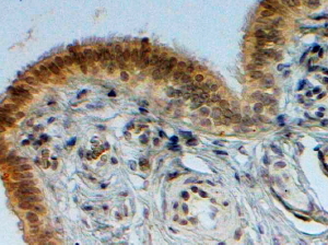 Goat Anti-CBX2 Antibody