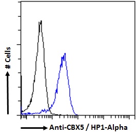 Goat Anti-CBX5 / HP1-Alpha Antibody