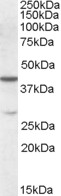 Goat Anti-CBX8 Antibody