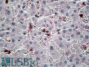 Goat Anti-CCL20 Antibody