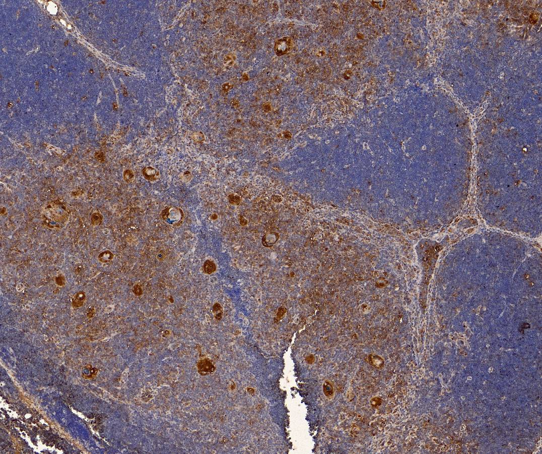 Goat Anti-CCR2 Antibody