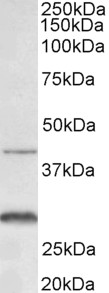Goat Anti-CD128 / Cxcr2 (mouse) Antibody