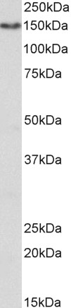 Goat Anti-CD13 / ANPEP (aa79-91) Antibody