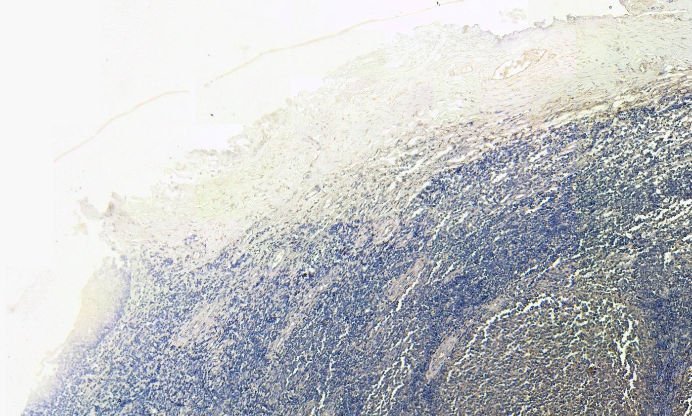 Goat Anti-CD14 Antibody