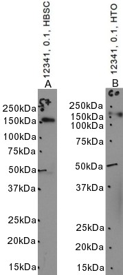Goat Anti-CD163 (aa871-882) Antibody