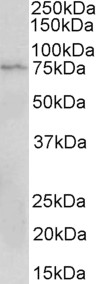 Goat Anti-CD19 (aa422-433) Antibody