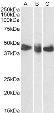 Goat Anti-CD27 (aa161-175) Antibody