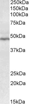 Goat Anti-CD28 Antibody
