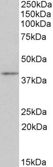 Goat Anti-Cd28 (mouse) Antibody