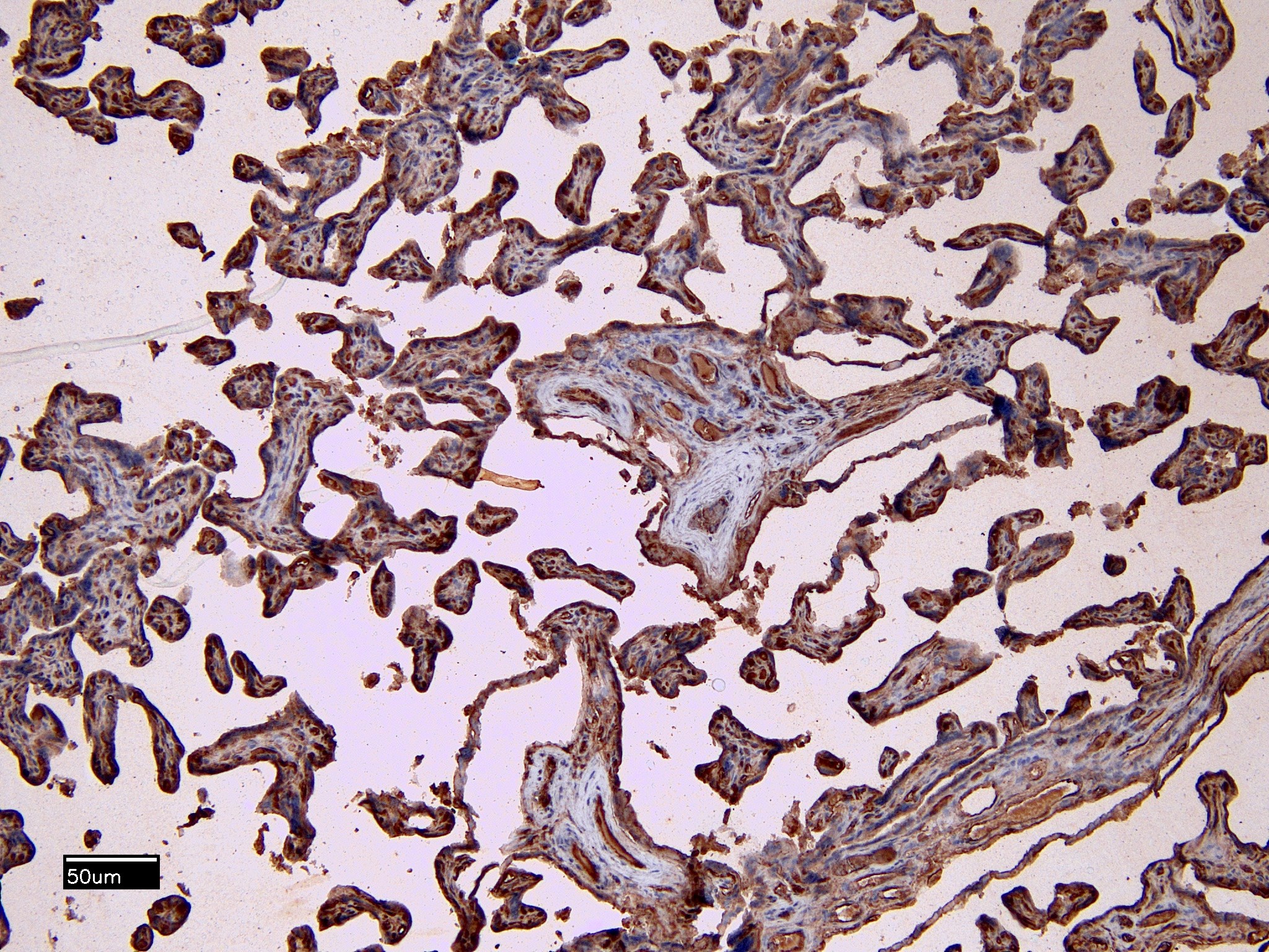 Goat Anti-CD32 / FCGR2B Antibody