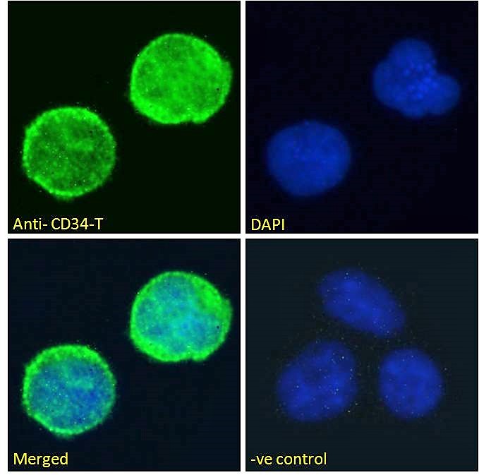 Goat Anti-CD34-T Antibody
