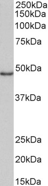 Goat Anti-CD40 (isoform 1) Antibody