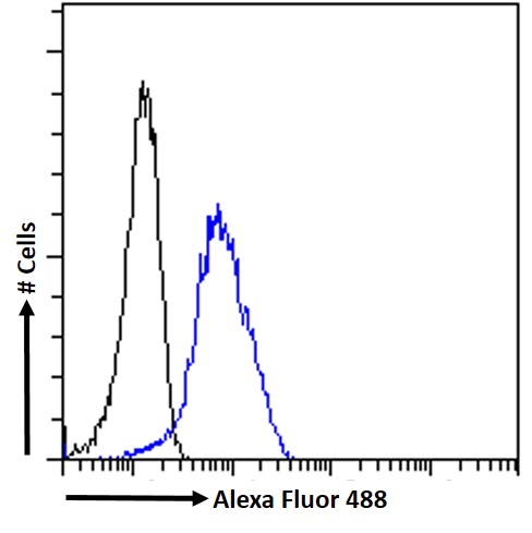 Goat Anti-CD47 (aa78-89) Antibody