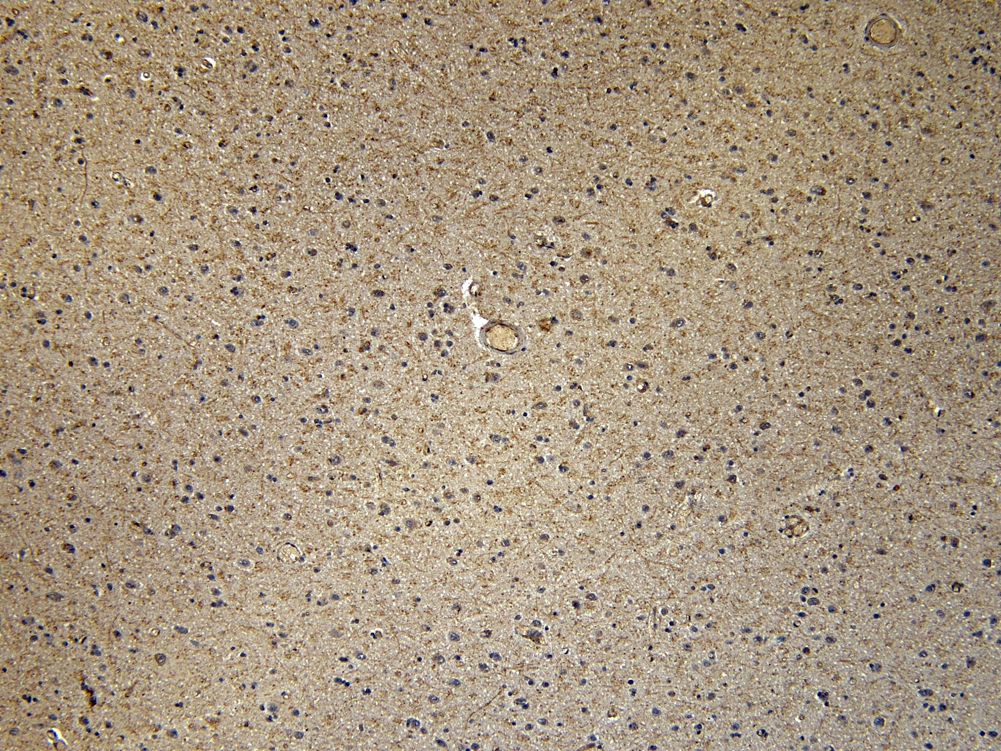 Goat Anti-CD47 Antibody