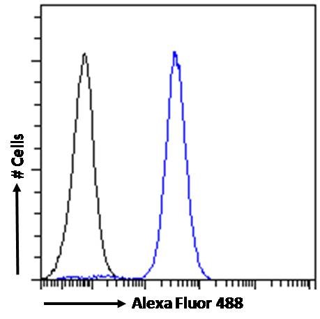 Goat Anti-CD56 / NCAM1 (isoform 2) Antibody