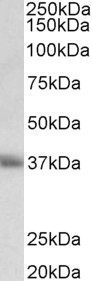 Goat Anti-CD7 (aa132-146) Antibody