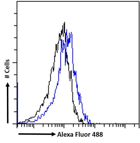 Goat Anti-CD74 (aa159-171) Antibody
