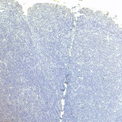Goat Anti-CD80 Antibody