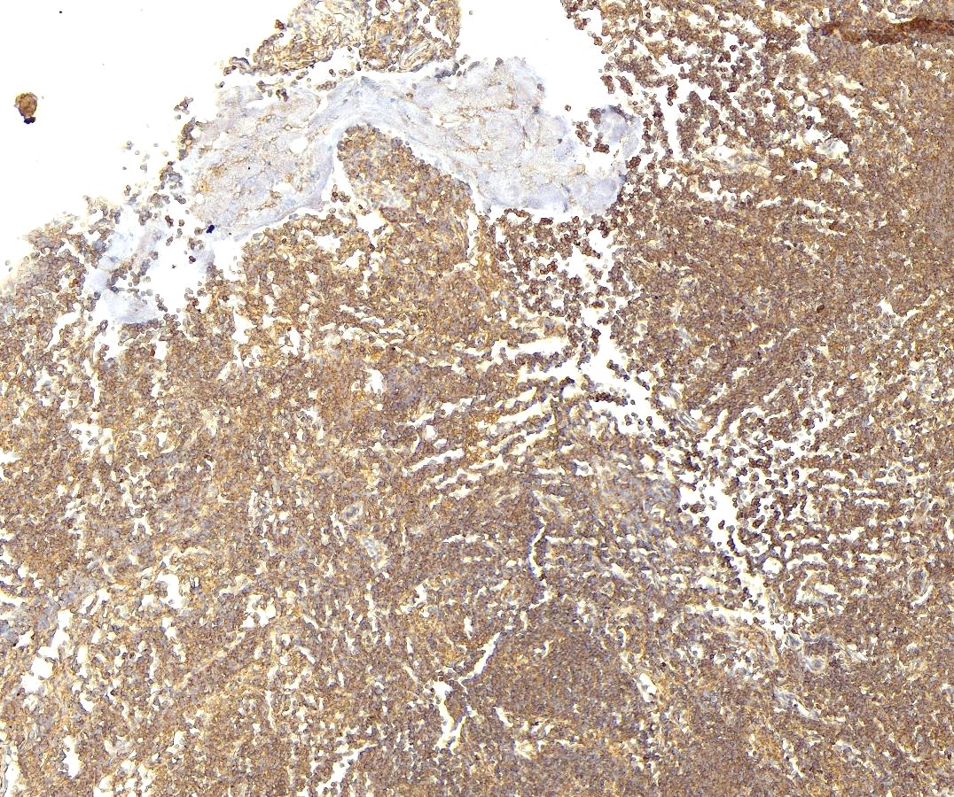 Goat Anti-CD86 / B7-2 (aa 73-87) Antibody