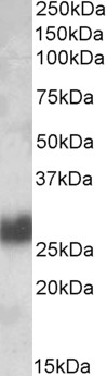 Goat Anti-CD90 / Thy1 Antibody