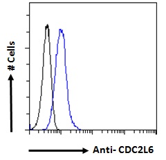 Goat Anti-CDC2L6 Antibody