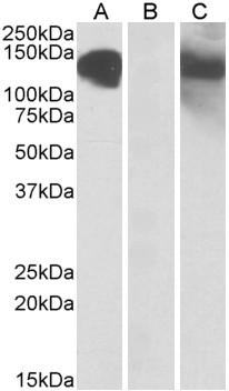 Goat Anti-CDH11  (aa 26-37) Antibody