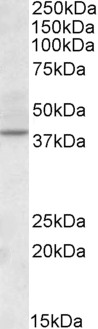 Goat Anti-CDK10 / PISSLRE Antibody