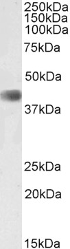 Goat Anti-CDK9 (aa86-98) Antibody