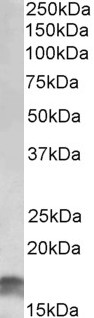 Goat Anti-CDKN2A (isoform 3) Antibody