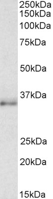 Goat Anti-CEBPB (aa68-81) Antibody