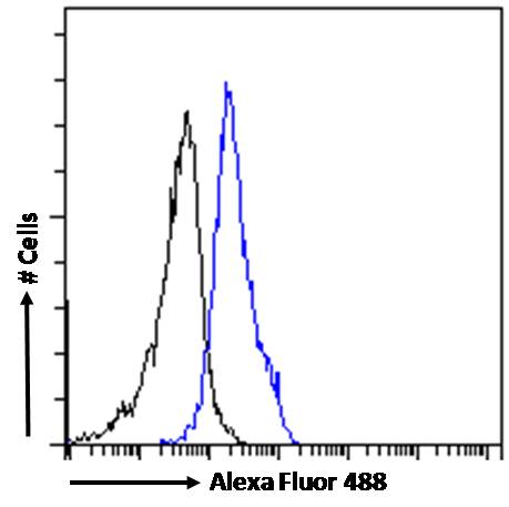 Goat Anti-CECR2 Antibody