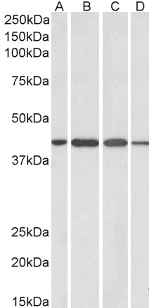 Goat Anti-CENTA1 Antibody