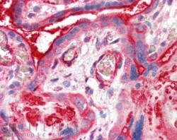 Goat Anti-CENTA2 Antibody