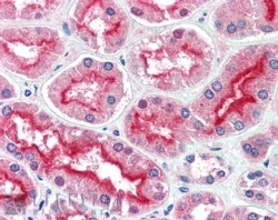 Goat Anti-CENTG3 /  MRIP1 Antibody