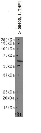 Goat Anti-CES1 Antibody